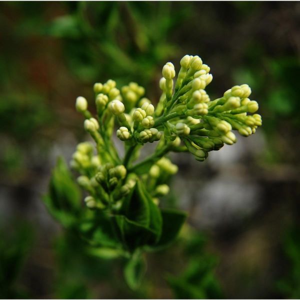 Clou de Girofle en poudre d'Inde 250g - La Brigade des Épices