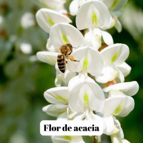 Miel d'Acacia (Acacia Honey) - 500g & 1kg - L'ABELLA MEL
