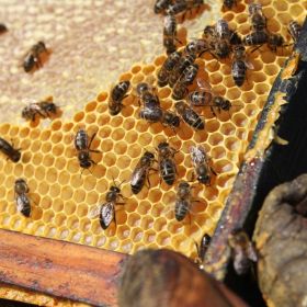 Miel d'Acacia (Acacia Honey) - 500g & 1kg - L'ABELLA MEL