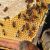 Miel d'Acacia (Acacia Honey) - 500g & 1kg - L'ABELLA MEL
