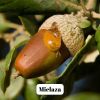 Miel de Forêt (Mountain Honey) - 500g à 3kg - L'ABELLA MEL