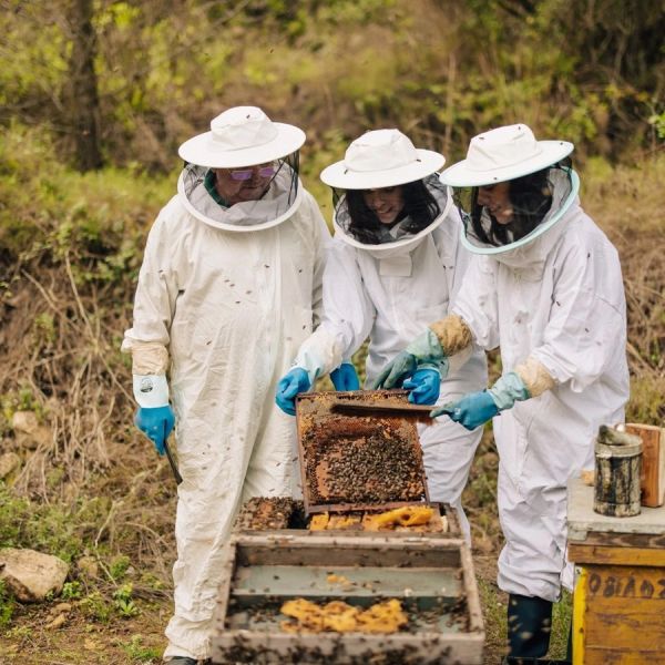 Miel de Forêt (Mountain Honey) - 500g à 3kg - L'ABELLA MEL