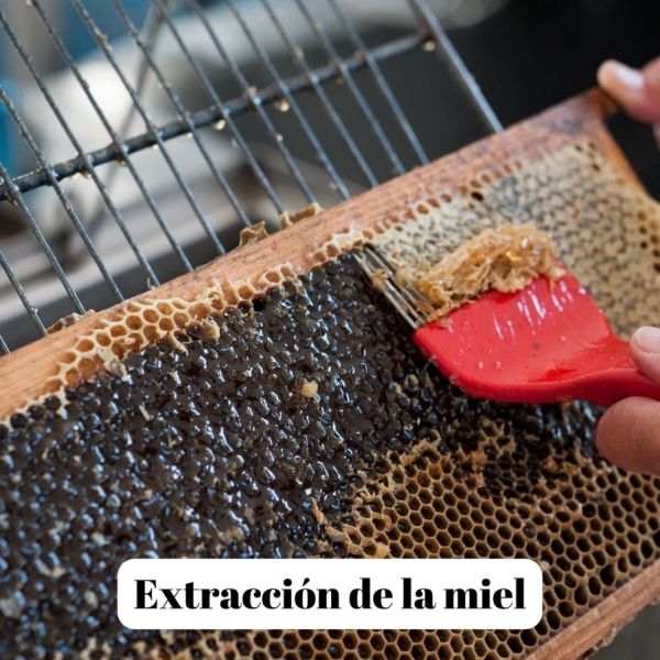 Miel de Forêt (Mountain Honey) - 500g à 3kg - L'ABELLA MEL