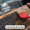Miel de Forêt (Mountain Honey) - 500g à 3kg - L'ABELLA MEL