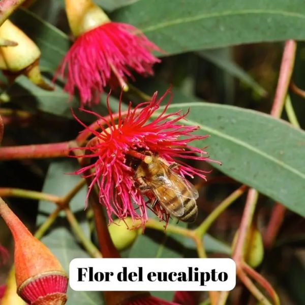 Miel d'Eucalyptus - 500g à 3kg - L'ABELLA MEL