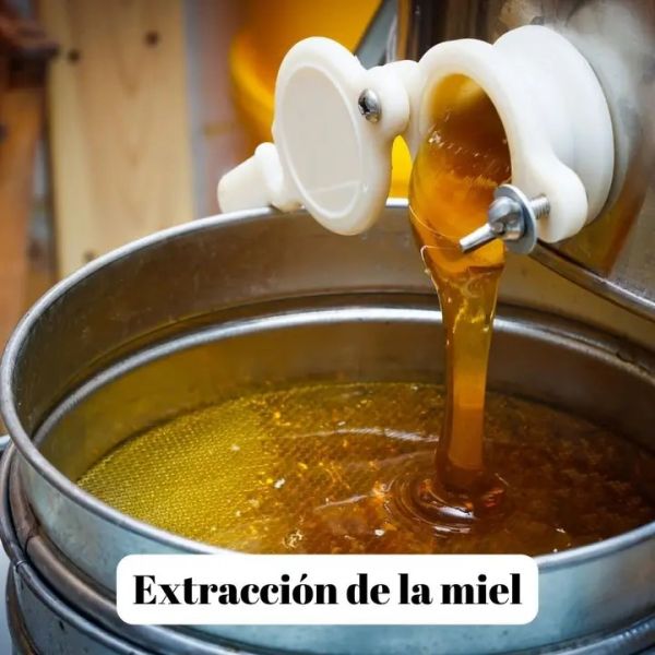 Miel d'Eucalyptus - 500g à 3kg - L'ABELLA MEL