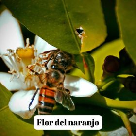 Miel de Fleur d'Oranger pur et cru - 500g à 1kg - L'ABELLA MEL
