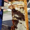 Miel de Châtaigne (châtaignier) - 500g à 1kg - L'ABELLA MEL