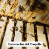 Miel avec Propolis - 400g - L'ABELLA MEL