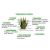 Gel d'Aloe Vera BIO - 100g - Wadi Shibam