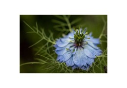 L'Huile de Nigelle : bienfaits, vertus et utilisations