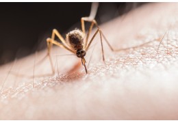 Répulsifs naturels anti-moustiques et comment s'en débarrasser ?