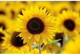 Pénurie : Par quoi remplacer l'huile de tournesol dans vos recettes ?