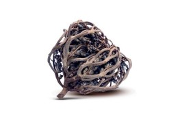 La Rose de Jéricho, la plante de fertilité ultime ?