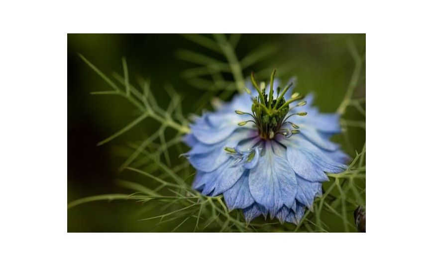 L'Huile de Nigelle : bienfaits, vertus et utilisations L'Huile de Nigelle : bienfaits, vertus et utilisations